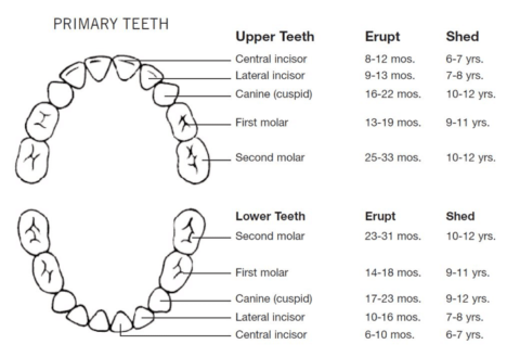 Extracting baby teeth at the dentist | Raceview Dental Surgery, Ipswich