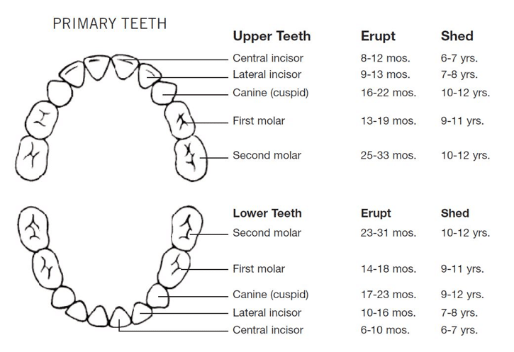 Extracting baby teeth at the dentist